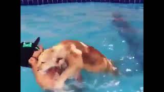 【ライオン】犬かきならぬ獅子かき！