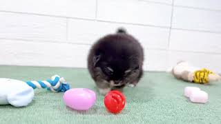 ハーフ犬の動画01