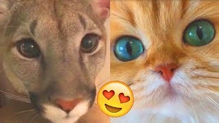 Я РЖАЛ ПОЛ ЧАСА | Смешные Коты и Собаки | ПРИКОЛЫ С ЖИВОТНЫМИ | Cute Cats