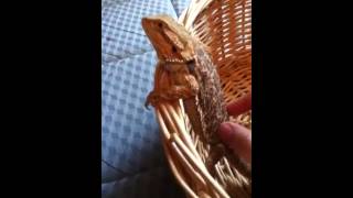 Lizard play