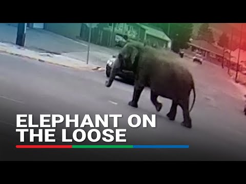 Elephant wanders the streets of Montana after circus escape ABS-CBN News