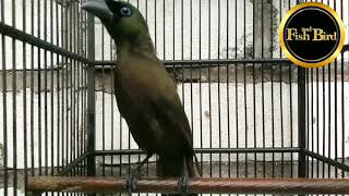Download lagu murai papua gacor | MURAI PAPUA lain langsung mp3