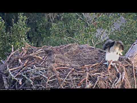 Savannah Osprey Fledgling Visits Nest - July 9, 2019