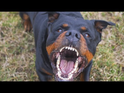 Westside Younginn- Biggest Barker