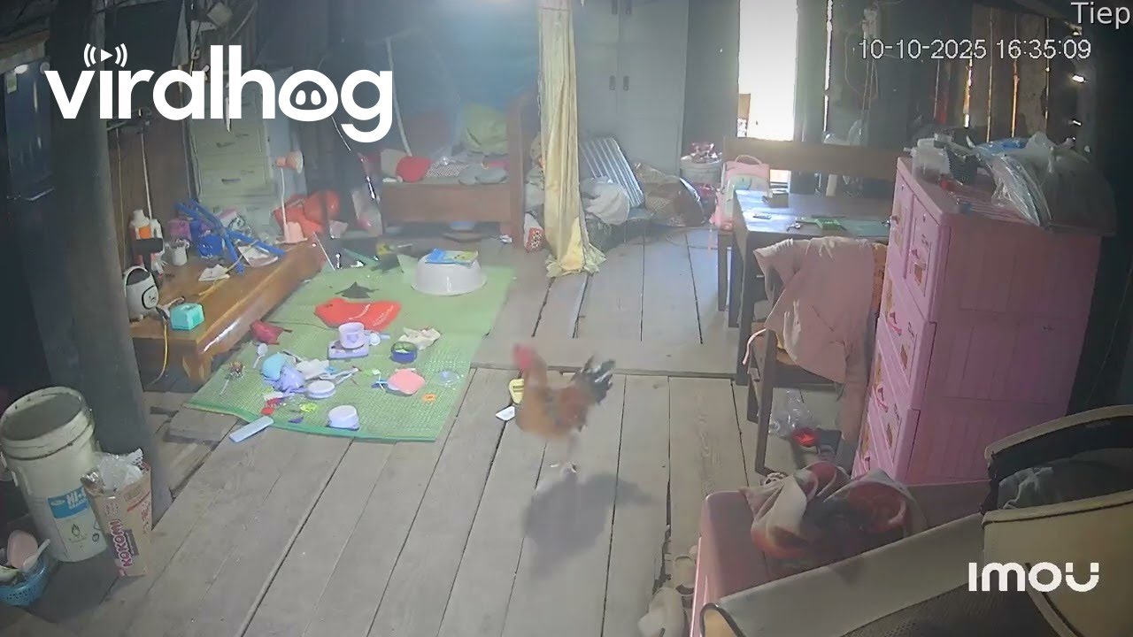 Rooster Lashes Out At Reflection || ViralHog