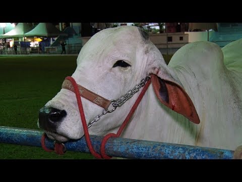 Expo Cordeiro atrai turistas, anima cidade e vai até domingo