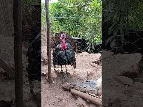 Desde Aldea Tunucó Abajo, Jocotán, Chiquimula