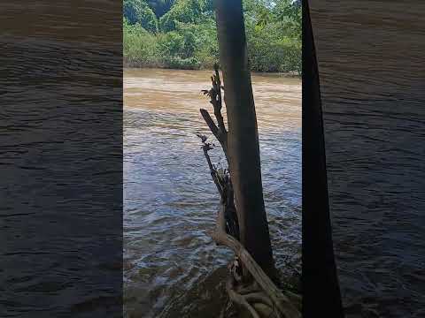 Rio santa tereza entre Porangatu e trombas goias.
