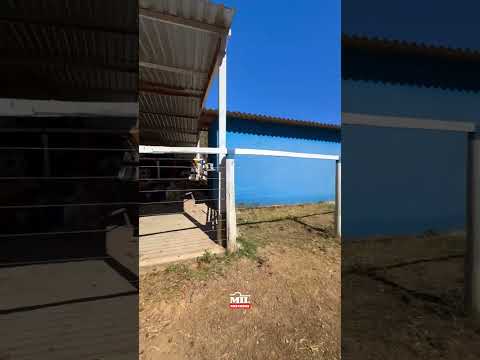 Fazenda 45 alqueires ( 217,8 hectares )- Vila Propicio -GO  a 200 km de Goiânia #fazendaavenda #agro