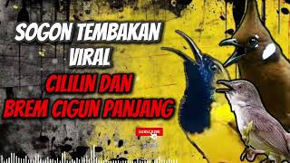 Download lagu MASTERAN SOGON‼️ TEMBAKAN VIRAL CILILIN DAN BREM CIGUN #sogon #sogongacor #sogokontong mp3