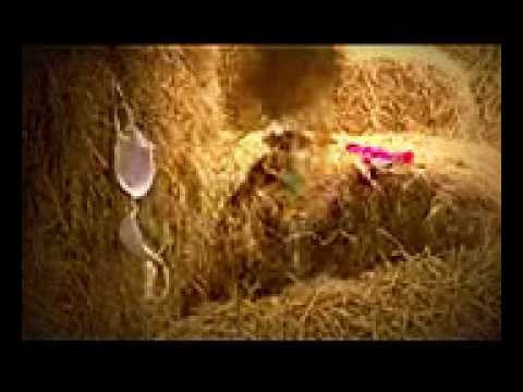 conal gallen - rolling in the hay
