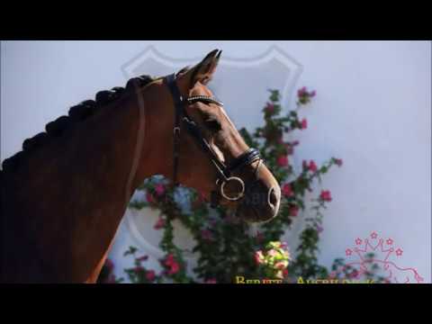 OL mare by Sir Donnerhall I x Landadel FOR SALE