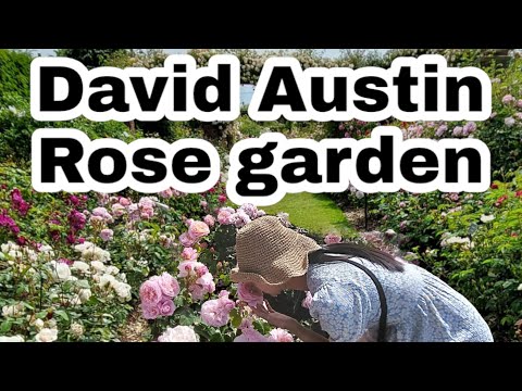 DAVID AUSTIN ROSE GARDENS & PLANT CENTRE 2022
