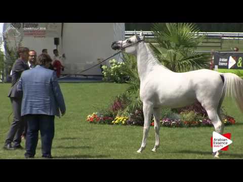 Chantilly 2016 ABCE - CLASS 3