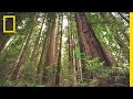 Experience The Magic Of Redwood National Park Short Film Showcase