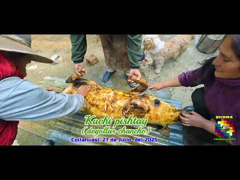 2 KUCHI PISHTAY FAMILIAR COSTUMBRE DE C.P DE COLLAHUASI - RECUAY - ANCASH