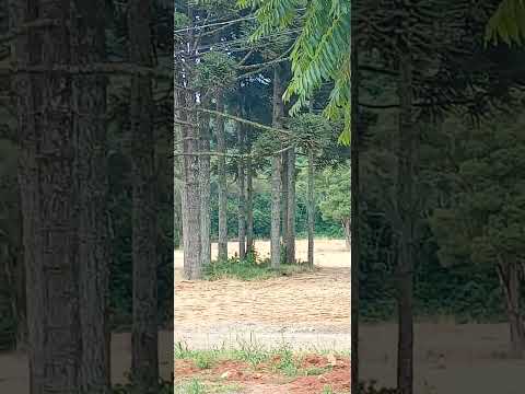 Lapa ,Paraná ,Brasil