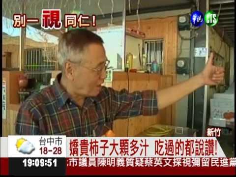 全台最貴柿子 1顆200供不應求