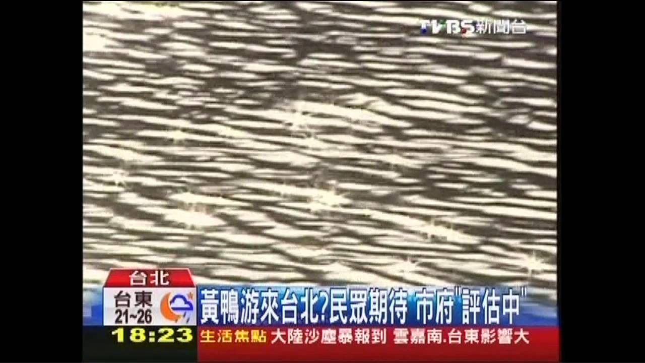 黃鴨游來台北?民眾期待 市府「評估中」