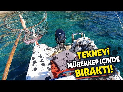 I caught squid from the shore with a boat and fished with live squid…3 fish got away, the one tha...