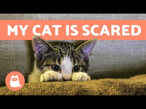 My Cat is SCARED of Everything 🙀 Causes & Solutions