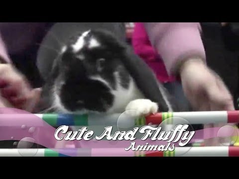 Cute Bunny Hop Competition