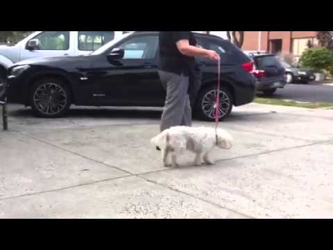 Rosie recovering from polyradiculoneuritis