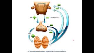 UNIDAD 1 TEMA 6 MECANISMOS DE RETROALIMENTACION