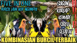 Download lagu suara pikat sogon, korlap, kemade, sirtu, gelatik ampuh terbaru @Smstachanel mp3