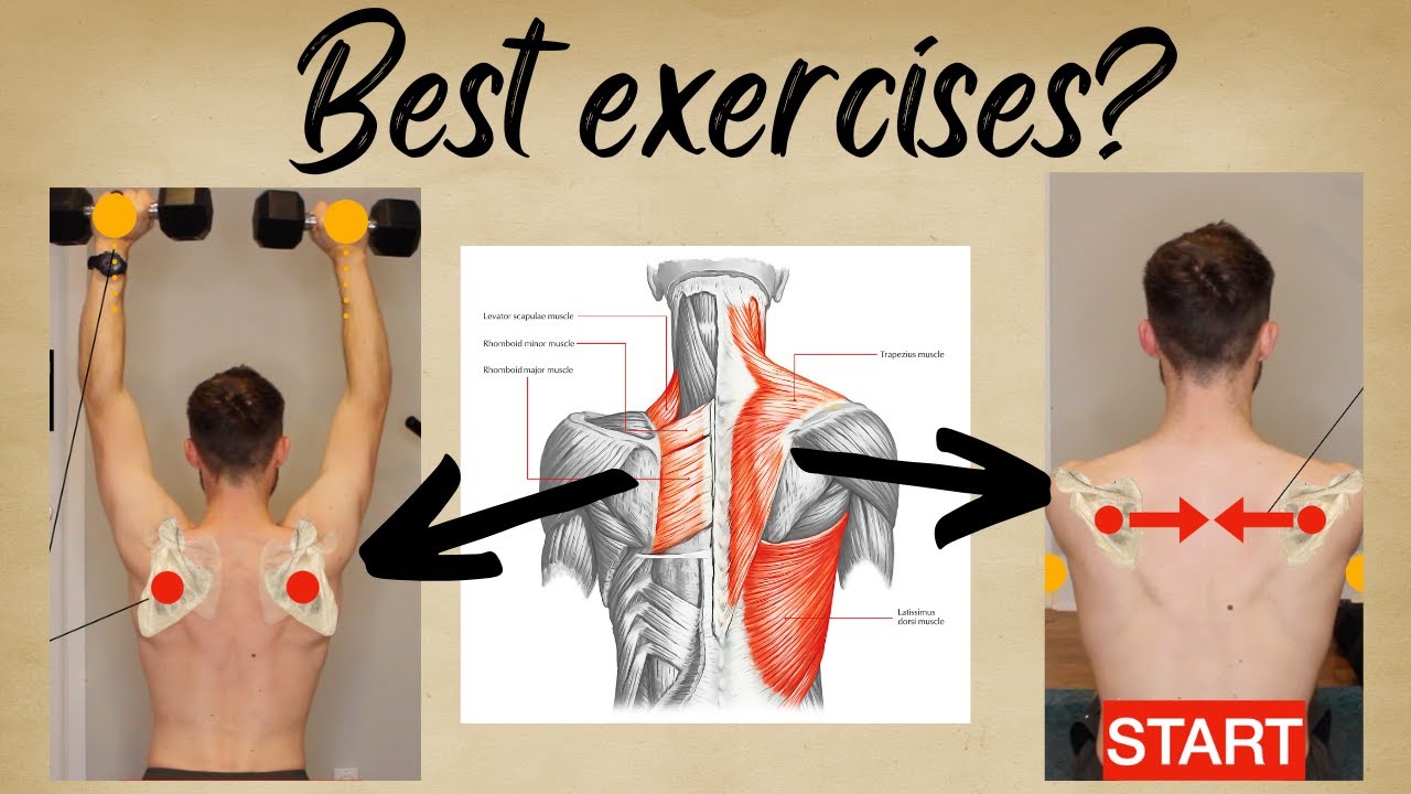 Understanding Scapular Exercises  | Physio Explains Exercises for Shoulder Blade Training