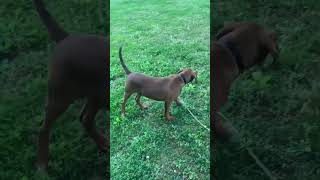 Video preview image #1 Plott Hound-Redbone Coonhound Mix Puppy For Sale in Cookeville, TN, USA