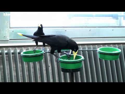 Philadelphia Zoo Oropendolas on Feeding Dishes