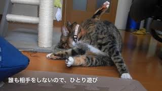 初めての発情期が…