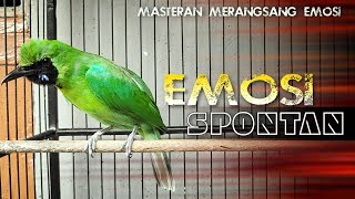Download lagu 🔴EMOSI SPONTAN‼️CUCAK IJO GACOR JAMTROK FULL NYECRET mp3 Download lagu 🔴EMOSI SPONTAN‼️CUCAK IJO GACOR JAMTROK FULL NYECRET mp3
