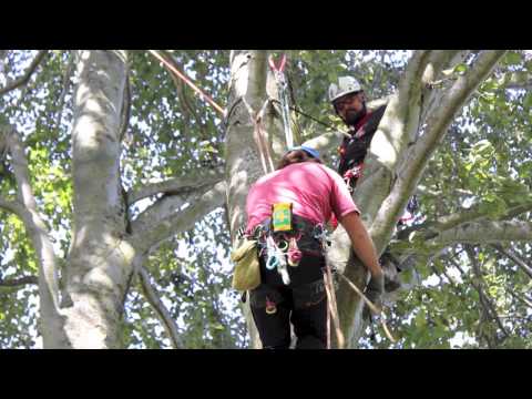 Petzl ZigZag Race - WesSpur Tree Equipment