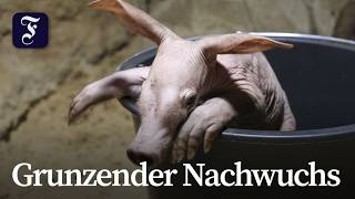 Berliner Zoo freut sich über Erdferkel-Jungtier