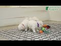 Bichon Frise dogs for sale: Skipper - Video 1