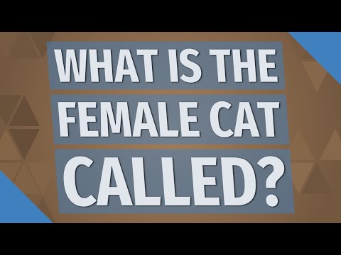 What is the female cat called?