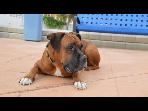 Nutrition Guide for Boxers: Choosing the Right Food For Your Pet