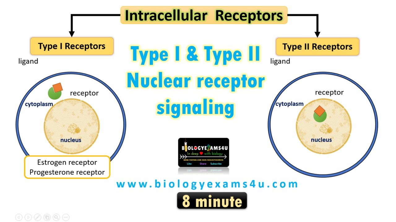 Intracellular Receptor Signaling || Type I and Type II Nuclear Receptor Signaling and Structure