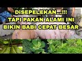 Pakan ALAMI Ini Membuat Babi Cepat BESAR Peternakan Babi Di Bali