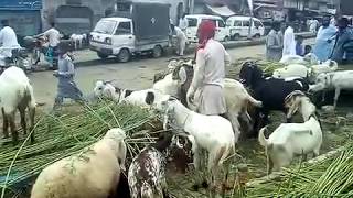 preview picture of video 'Bakra Mandi of Gujrat City, Pakistan | Animals for Qurbani'