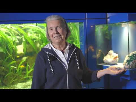 Eine Vorstellung eines Dioptas von Dr. Richter im Landesmuseum Hannover