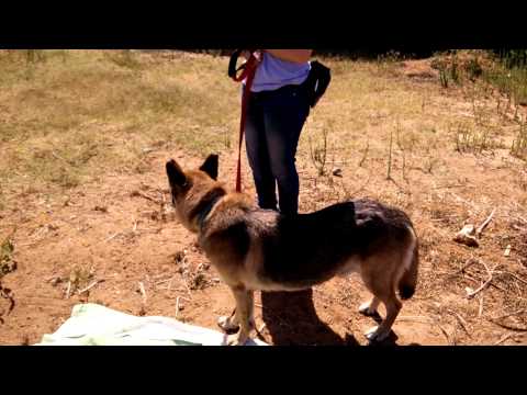 הרצליה אוהבת חיות 250715 - קלוני (2)