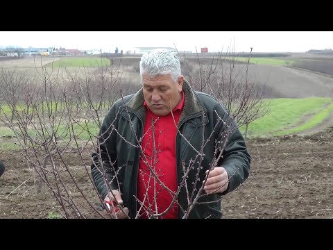 NAŠA SELA, REZIDBA VIŠNJE, MEROŠINA