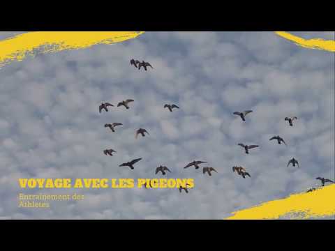 , title : 'Entrainement des Pigeons Voyageur .'