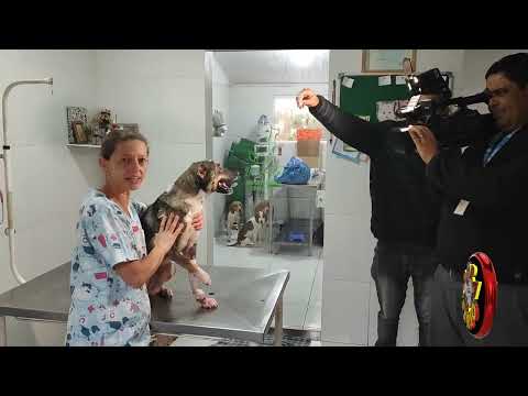 DRA. RENATA A VETERINÁRIA QUE SALVOU A AMORA DAS MUTILAÇÕES EM JUQUITIBA