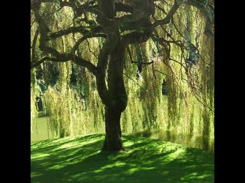 ВІА "Світязь" - А над водою верба