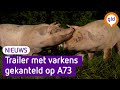 Trailer met varkens kantelt op A73, meerdere dieren dood