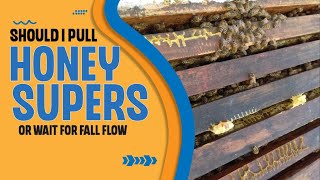 Should I Pull Honey Supers Or Wait For Fall Nectar Flow? (Inside Information For New Beekeepers)